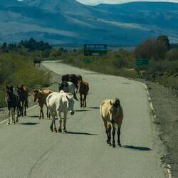 Wild horses