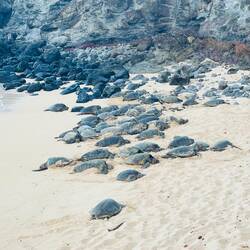 Dachten sich nicht nur wir 😂🐢