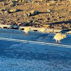 Endemische und gefährdete Vögel Leben hier (nur rennen auf wirklich lustige Art und Weise)