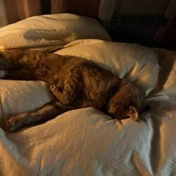 Hautschi eifersüchtig aufs Hundi, verliebt 😍😍😍