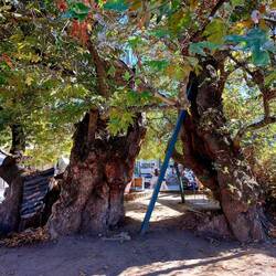 Chinar Baum- 600 Jahre alte Platane