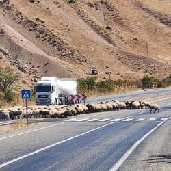 Schafherde am Überqueren der Strasse