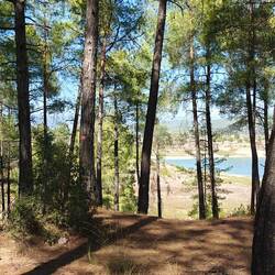 Jeder Baum hat hier eine Nummer