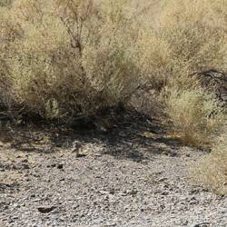 Antelope ground squirrel