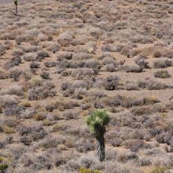 unsere ersten Joshua Trees