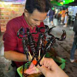 Edible Scorpions