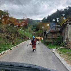 Die Kuh, die tut was sie will