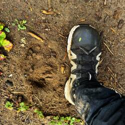 Hufabdruck wahrscheinlich von einem Elch