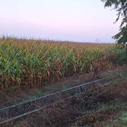 Corn on the cob for breakfast doesn't sound as appetising as a bunch of grapes off the vine.
