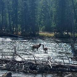 Elk im Madison River