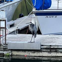I think a Heron.  Rosanne took this photo of the guy on our dock at Harrison Bay State Park.