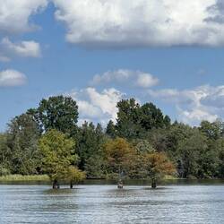 Just some trees growing in the water.  Cedar maybe?