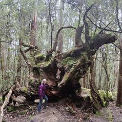 Amazing trees -- even the fallen ones.
