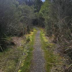 Smaller trail off the beaten path.