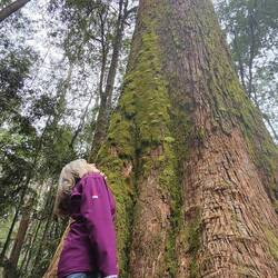 J9 looking up at a really really tall tree...