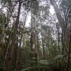 All around us were the giants!