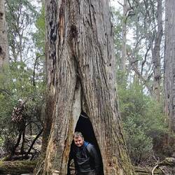 Some trees are hollowed out