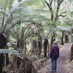 The Fern trees are beautiful.