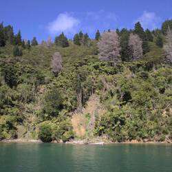 Wald bis zum Ufer herunter