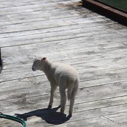 Haustiere sind sehr beliebt bei den einsamen Außerposten