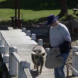 ein Hausschwein als Haustier