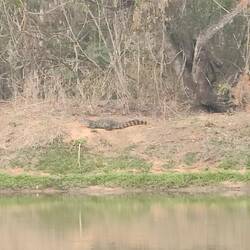 Tatsache, das ist wohl der Haus-Kaiman!