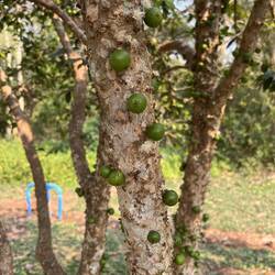 ...und seltsame Früchte.