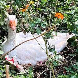 Zuerst treffen wir nur gefährliche Vögel...