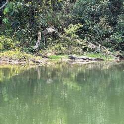 ...und sehen dabei noch einen Kaiman!