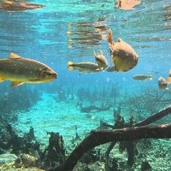 Und ab geht es in unser Aquarium!