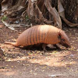 Oha, ein Gürteltier! Aber welches? Andis Tipp: Braunborsten-G., Tanjas Tipp: Sechsbinden-G. 🧐