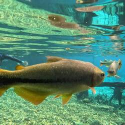 Die Fische haben überhaupt keine Angst vor uns