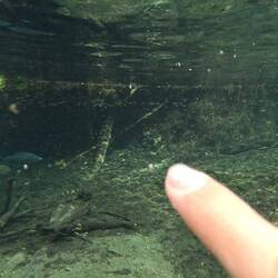 Wow. Eine riesige Anakonda liegt am Rand des Flusses! Irgendwie beunruhigend