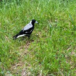 Hatte wunderschöne Vögel. Auch bunte Papageien