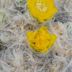 Auch für Kakteen ist es kalt