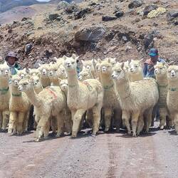Straßenszene, hier mit Alpakas