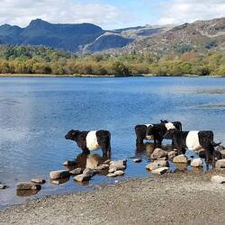 Belted Galloway Cows on Elterwater