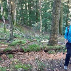 In the Tongue Intake Plantation