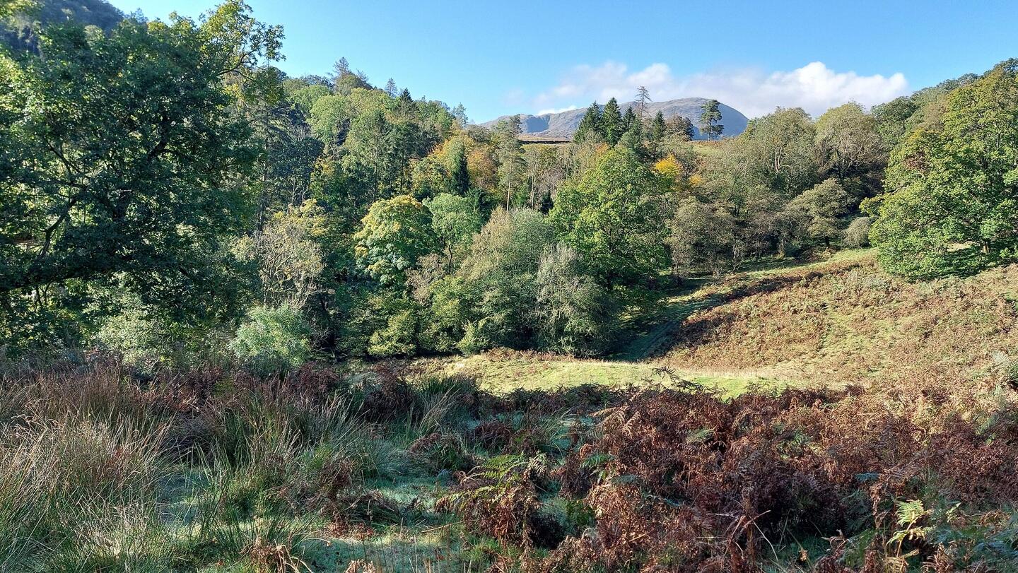 View towards Fletcher's Wood