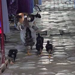 Die Hühnerfamilie streift durch den Markt🤣
