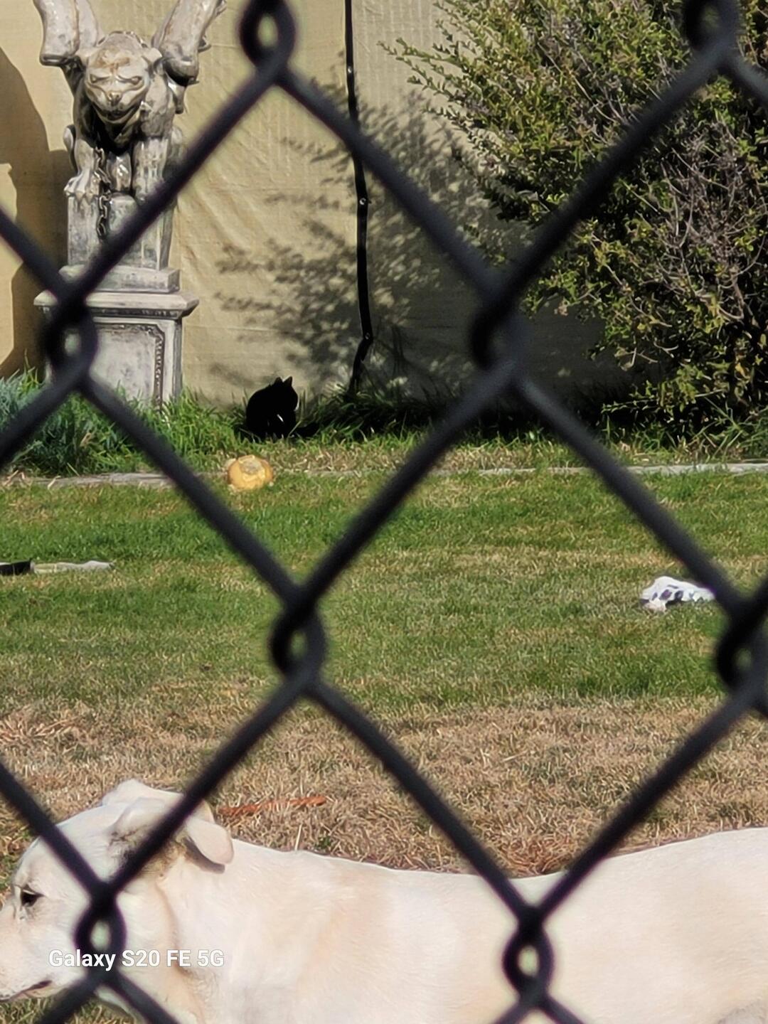 Kitty on the prowl.