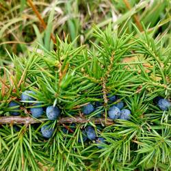 Wacholderbeeren musste ich pflücken