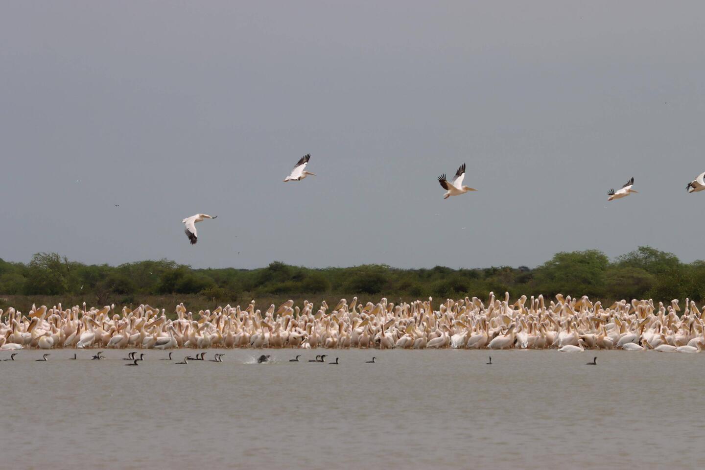 Pelikane im Nationalpark