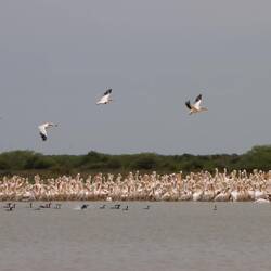 Pelikane im Nationalpark