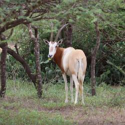 Oryx-Antilope