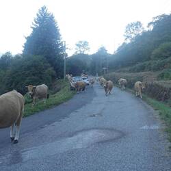 Beim Passaufstieg kommen mir auf einmal Kühe entgegen - ein Viehumtrieb