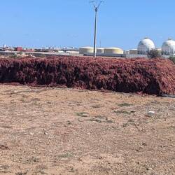 Hier werden Algen getrocknet