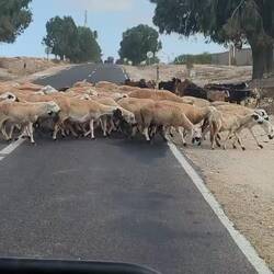 Schafe haben immer Vorfahrt