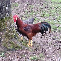 I really liked this rooster 🐓