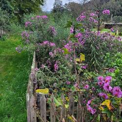 Beautiful wildflower gardens at each of the farm houses